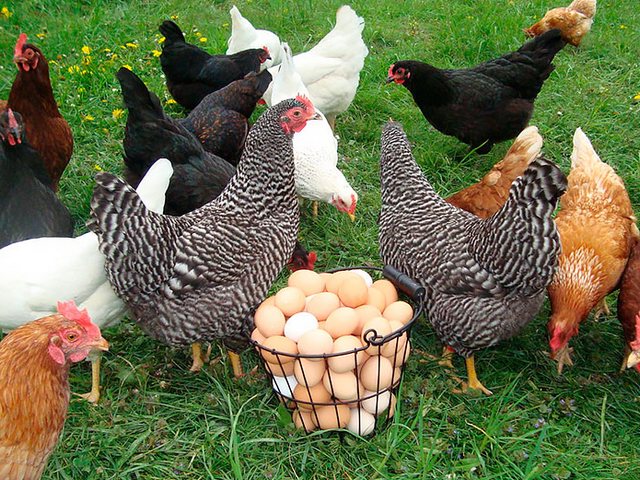 Содержание кур и уход за ними | ЗооТом - продажа, вязка и услуги для животных в Пучеже