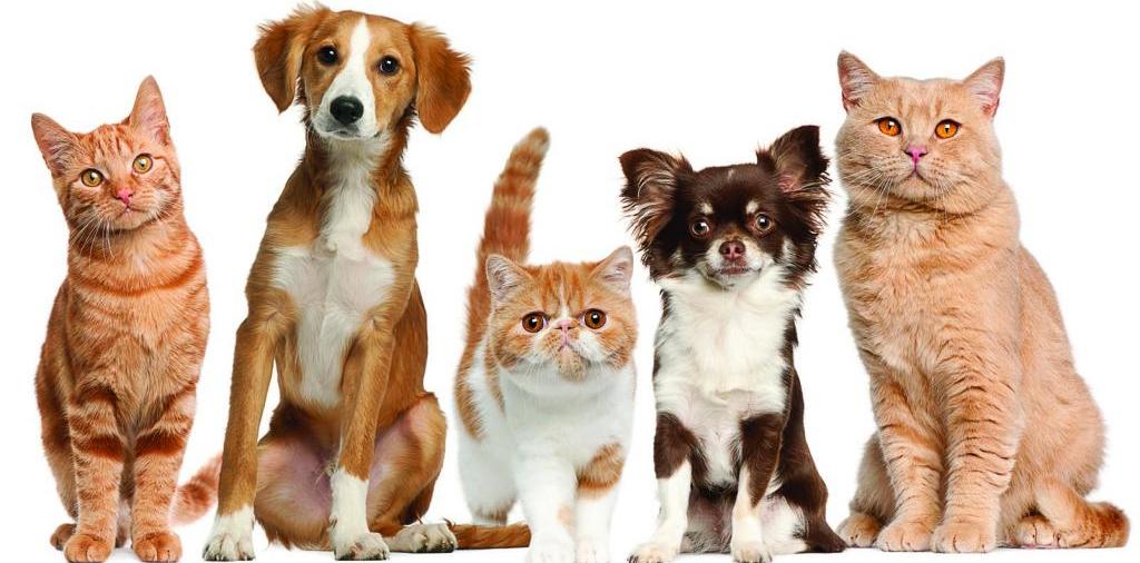 Доска объявлений о животных | ЗооТом - продажа, вязка и услуги для животных в Пучеже