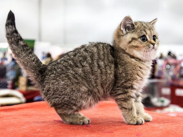 Породы кошек в Пучеже | ЗооТом портал о животных
