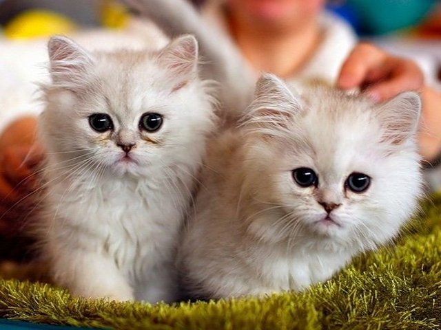 Породы кошек в Пучеже | ЗооТом портал о животных