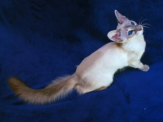 Выведенные породы кошек в Пучеже | ЗооТом портал о животных