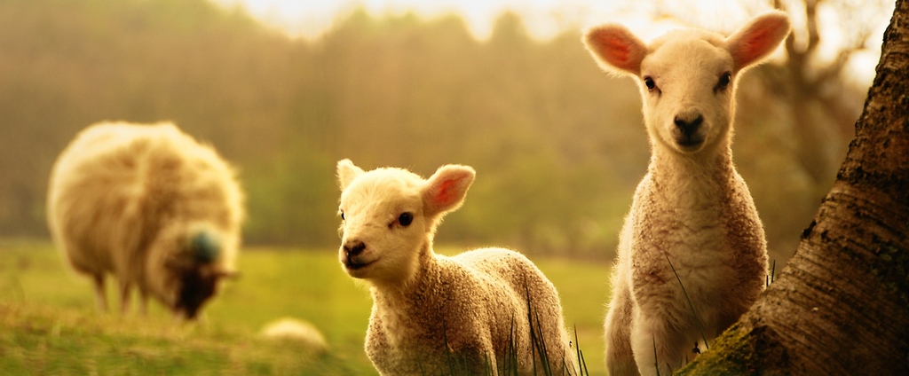 Объявления о сельскохозяйственных животных | ЗооТом - продажа, вязка и услуги для животных в Пучеже