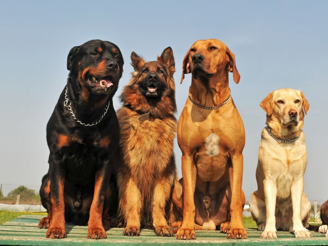 Крупные породы собак в Пучеже | ЗооТом портал о животных