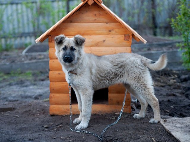 Все о собаках в Пучеже Все о собаках в Пучеже